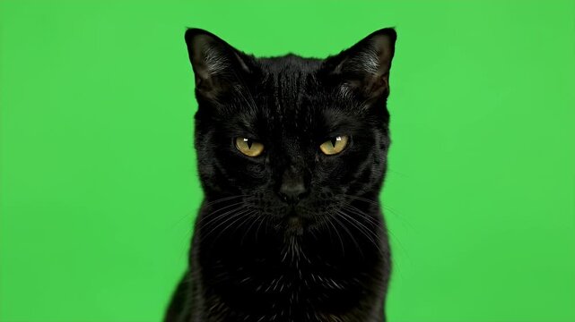 Black Cat with Yellow Eyes on Green Background.