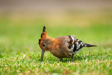 Stunning African Hoopoe (Upupa epops africana) with vibrant cinnamon plumage, black-tipped crest, and black-white wings, foraging in the Wilderness area of Garden Route National Park, South Africa. © Roger de la Harpe