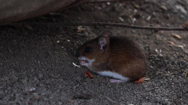 Striped field mouse (Apodemus agrarius) is looking for food on white snow