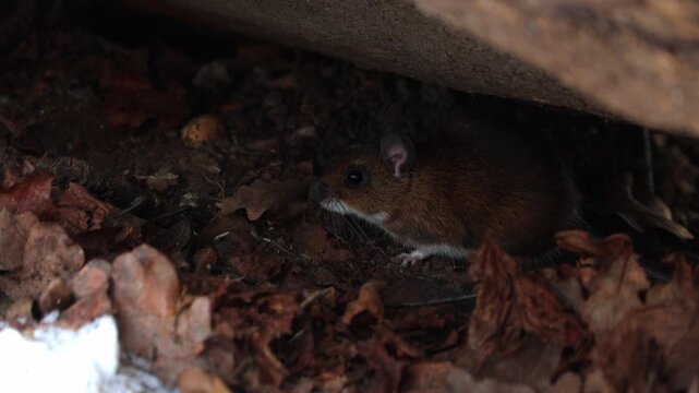 Striped field mouse (Apodemus agrarius) is looking for food on white snow