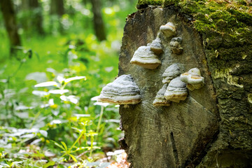 Bracket fungi growing on an old tree stump in a green forest with moss and soft natural summer light