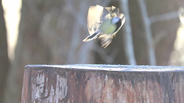 A tit sits on a stump and pecks at millet left by people on a winter day.