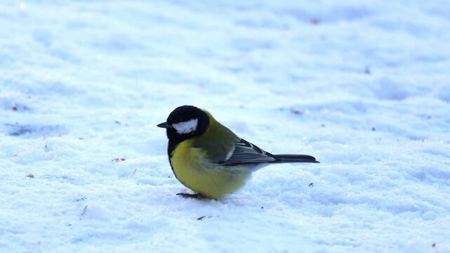 Great Tit (Parus major) pecking sunflower seeds scattered in the snow.