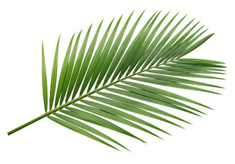 Obraz premium A vibrant green palm leaf with long, slender segments isolated on transparent background