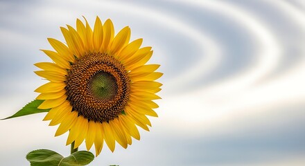 Large Yellow Sunflower with Green Center Against Swirly Sky Background petals