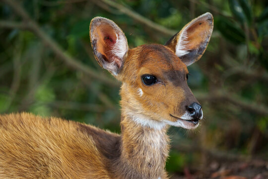 Adorable juvenile Cape Bushbuck (Tragelaphus sylvaticus) resting in forest undergrowth at Ebb and Flow Camp, Garden Route National Park, Wilderness, Western Cape, South Africa. In typical habitat.