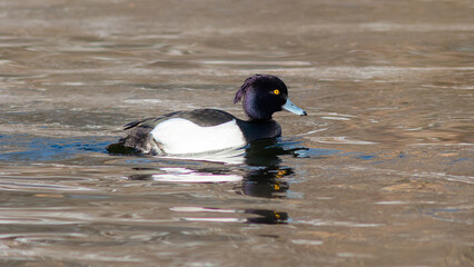 Fototapeta premium duck on the water