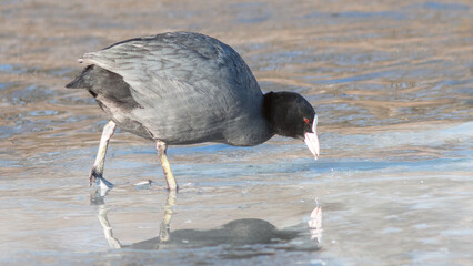 Fototapeta premium black winged stilt