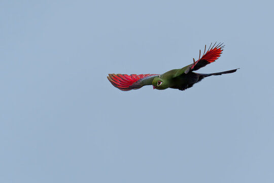 Knysna turaco (Tauraco corythaix), aka Knysna loerie, in flight against blue sky, revealing vibrant red wings at Ebb and Flow Camp, Garden Route National Park, Wilderness, Western Cape, South Africa.