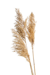 Fototapeta premium Dry common reeds isolated on white background