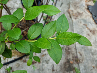 The leaves of the blueberry tree.