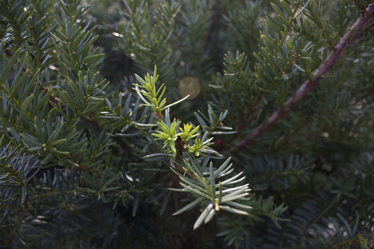 Taxus baccata close up. Green branches of yew tree(Taxus baccata, English yew