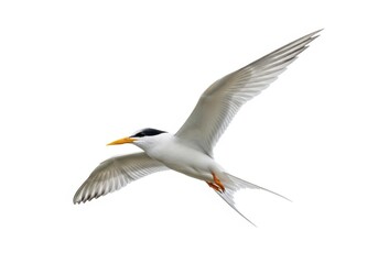 Fototapeta premium Graceful seabird with white plumage soars across a bright white background