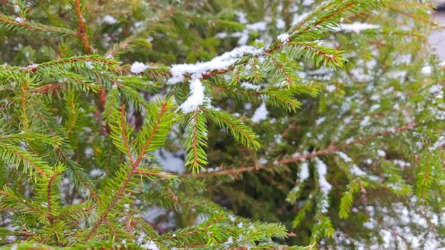 Slow falling snowflakes passing camera &ndash; mindful winter moment, calm pause in busy life, peaceful slow living