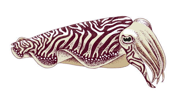 Common cuttlefish (Sepia officinalis) vector illustration