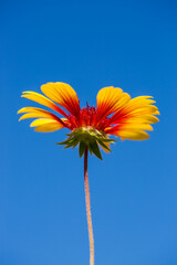 A summer red and yellow flower against the sky.