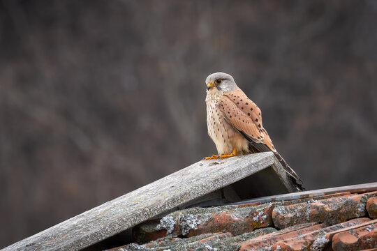 Turmfalke auf Sitzwarte