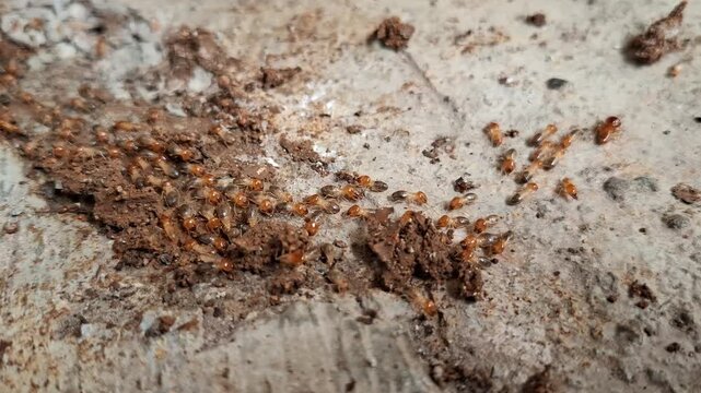 A colony of subterranean termites crawling through mud tubes on a concrete floor, showing an active pest infestation in a residential building.