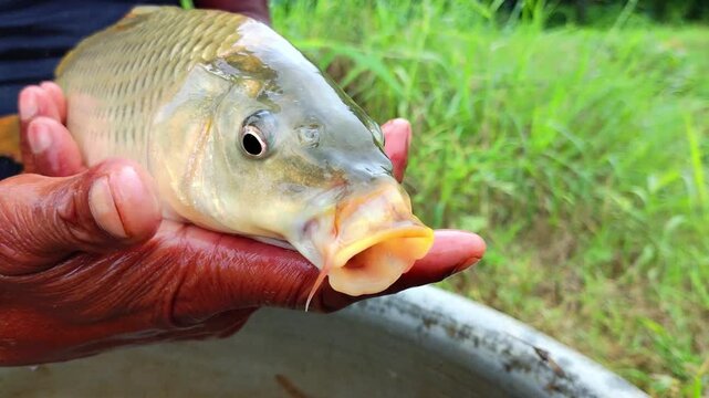 live common carp fish in hand of a farmer HD