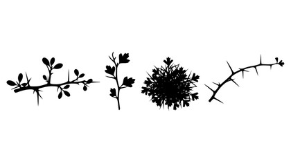 Quickthorn Hawthorn Branch