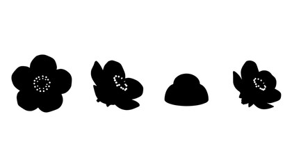 Quince Flower Blossom