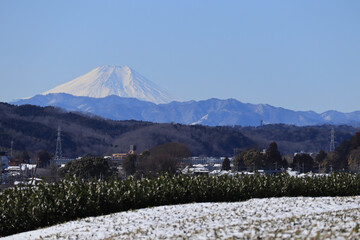 狭山茶畑と富士山