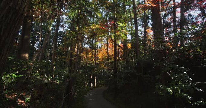 Narrow, empty path in autumn Japanese forest - steady cam forward