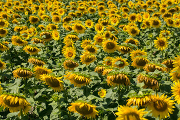 A field of ripe sunflowers on a sunny summer day