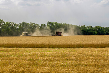 Harvesting wheat on a sunny summer day