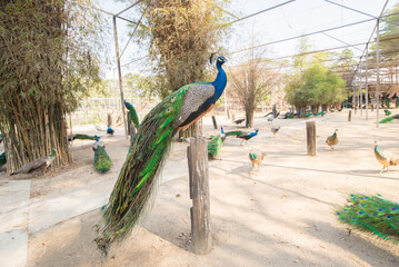 Obraz premium Photo Peacock in the zoo, Thailand. (blue peacock)