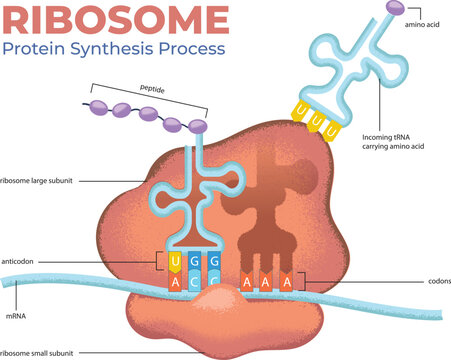 illustration of Ribosome Protein Synthesis Process diagram