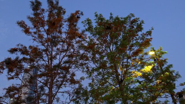 A swarm of active flying-foxes, roosting and feeding on native flowers, pollen, and fruit at dusk, shows wildlife activity spotted in South Brisbane.