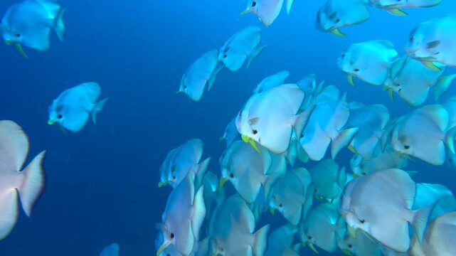 Wall of fish -  Flock herd of Bat fish or Long fin Spade Fish in The Coral Reef. Longfin batfish swimming underwater, close up. Seabed exploring, marine ecosystem, undersea nature, tropical fish
