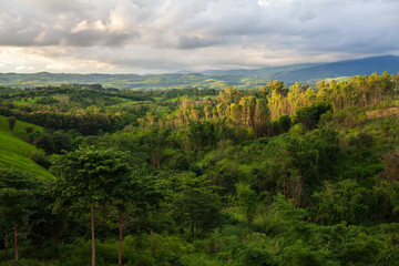 Naklejka premium green forest in the mountains