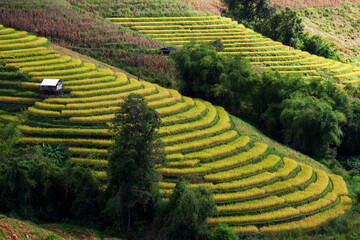 hut and rice terraces field in the moutain