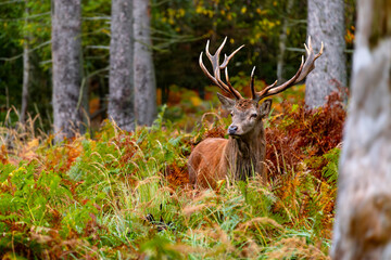 A magnificent red deer (Cervus elaphus) with large antlers in the middle of a clearing with ferns in the Arnsberg Forest in the Sauerland region (Germany). The proud animal is in rut in autumn.
