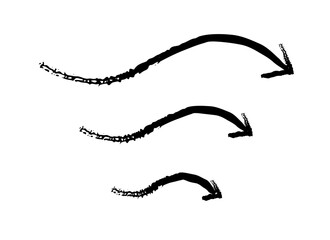 Obraz premium Squiggly curved arrows pointing down grunge doodle design element set. Downward flow in fluid motion. Handdrawn pointers. Dynamic sketchy rough direction cliparts. Distressed black ink line symbols