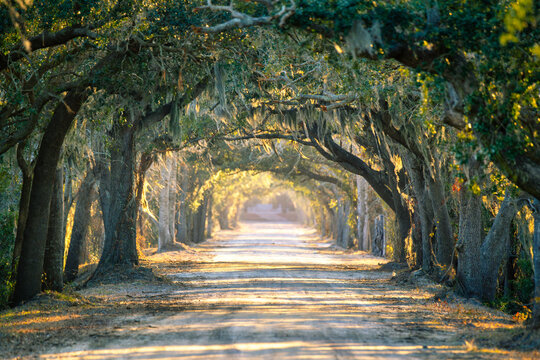 Path surrounded by trees with hanging moss in a quiet rural area during early morning light