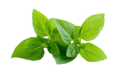 Fresh Green Basil Leaves on White Background