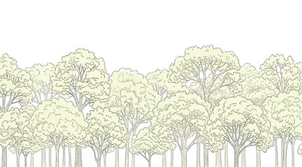 A group of trees with white trunks and yellow leaves © Siam
