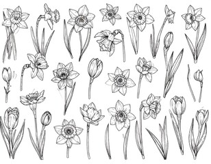 Monochrome illustration of various daffodil and tulip botanical drawings