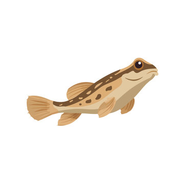 Mudskipper, modern 2D flat vector illustration in icon style, isolated on pure white background.