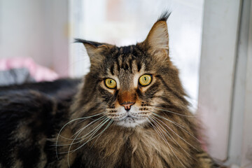 Beautiful fluffy tabby Maine Coon cat with long whiskers and yellow eyes looking up curiously while resting on a pink pillow at home