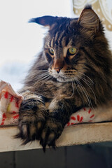Beautiful fluffy tabby Maine Coon cat with long whiskers and yellow eyes looking up curiously while resting on a pink pillow at home