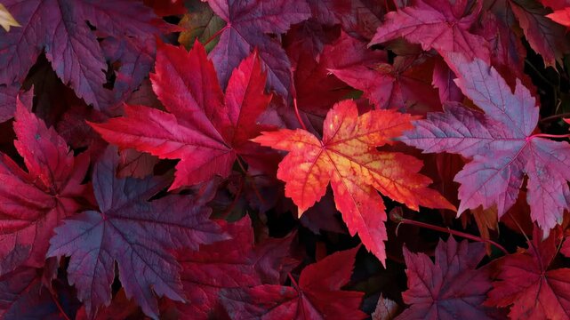 Colorful autumn leaves cover the ground in a natural setting showcasing the beauty of fall