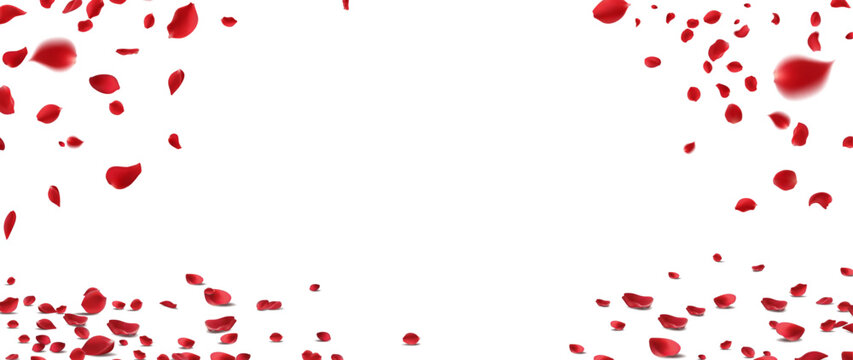Red rose petals falling and scattered romantic floral border