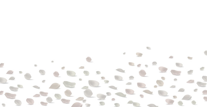 Elegant white and light pink rose petals scattered on white background horizontal banner Valentines Day wedding copy space vector illustration
