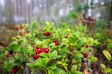lingonberries against the background of an autumn forest. screensaver. colorful macro photography of wildlife. screensaver. space for text. close-up. bokeh. scandinavia.