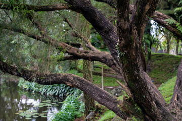 Thick tree branches leaning over a calm pond with lily pads