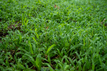 Fototapeta premium Close up view of the ground with fresh green grass.